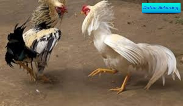 Panduan Mendaftar Ayam Laga Indonesia Bagi Bettor Pemula
